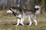 ALASKAN MALAMUTE 785